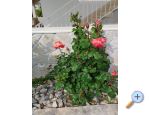 Apartmny Marin - Trogir Chorvatsko