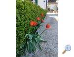 Apartmny Zdravka - Trogir Chorvatsko