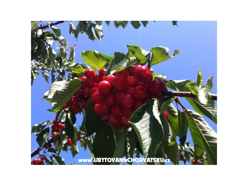 Vukman Ferienwohnungen – Ferienwohnung Trogir, Kroatien – Foto 6