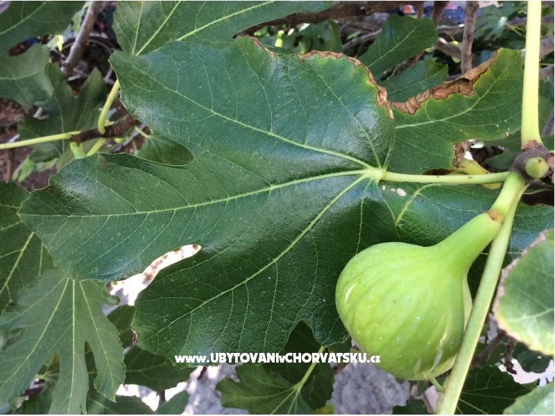 Apartment Varija – Ferienwohnung Tucepi, Kroatien – Foto 13