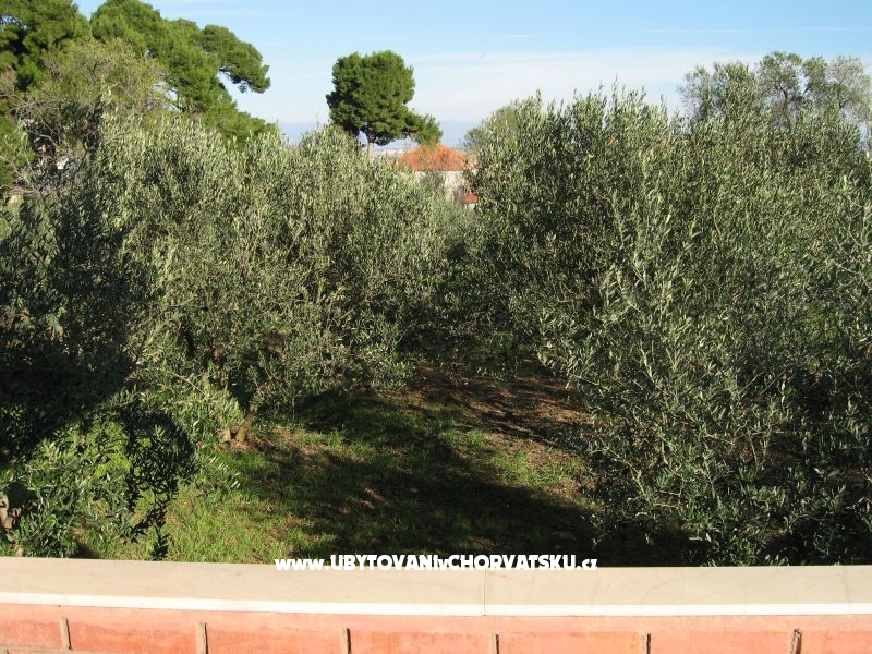 Appartements Ante – Ferienwohnung Insel Ugljan, Kroatien – Foto 2