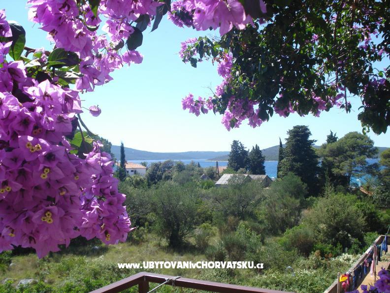 Appartements Branko Vidaković – Ferienwohnung Insel Ugljan, Kroatien – Foto 1