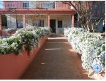 Appartements Budi - ostrov Ugljan Croatie