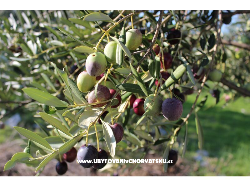 The Secret Garden – Ferienwohnung Insel Ugljan, Kroatien – Foto 21