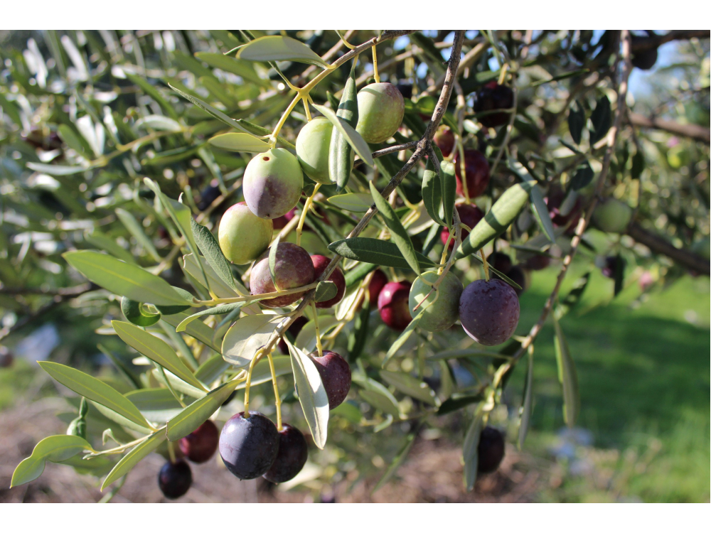 The Secret Garden - ostrov Ugljan Croazia