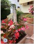 Appartements Maris - Umag Kroatien