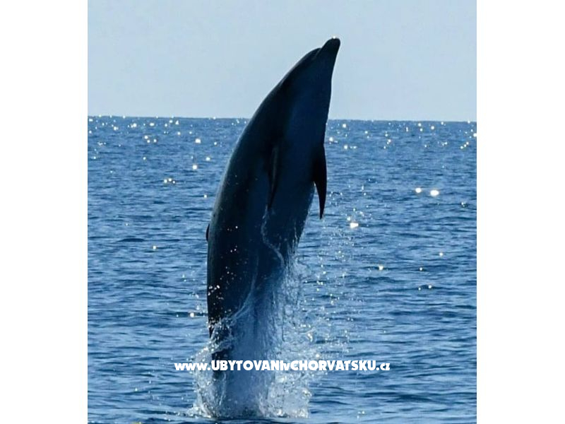 App Bonić – ubytování Veli Lošinj, Chorvatsko – foto 61