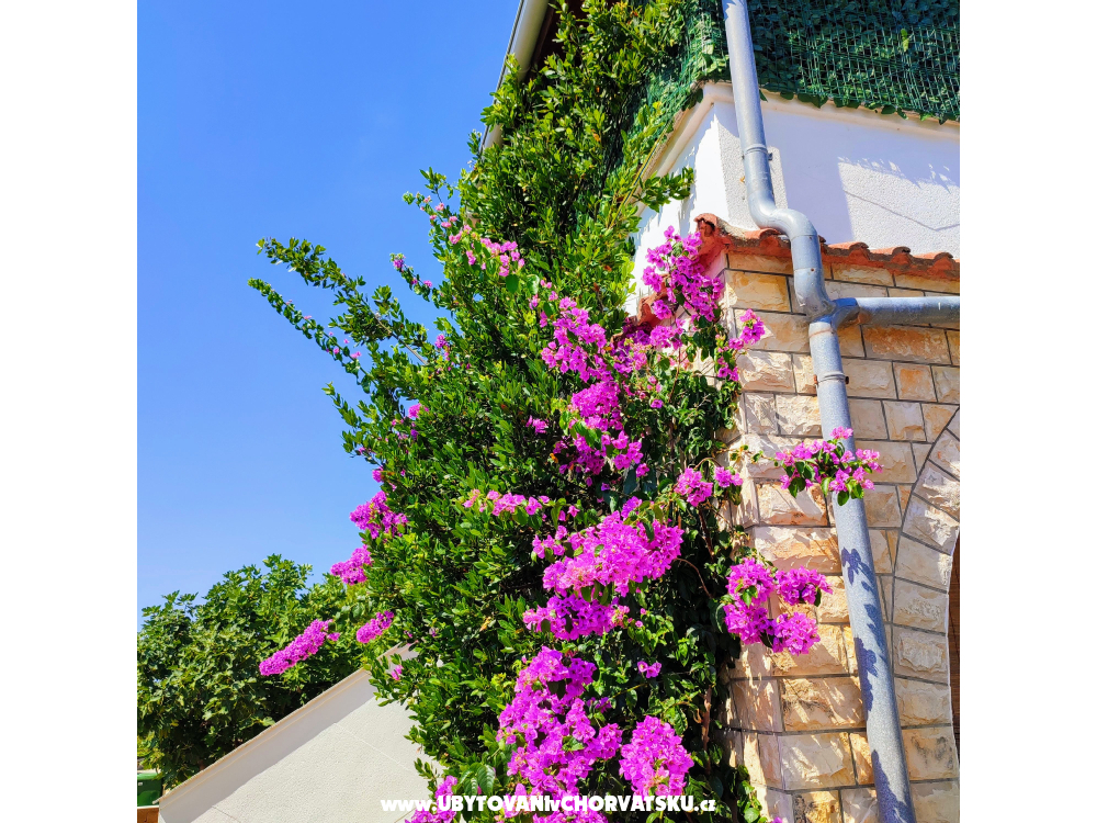 Apartmny Delfin - ostrov Vir Chorvatsko