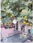Appartements Alma - ostrov Vir Kroatien
