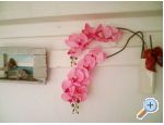 Appartements Alma - ostrov Vir Croatie