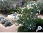 Appartements Budija / Viola - ostrov Vir Croatie