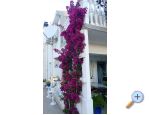 Appartements Plavo More - ostrov Vir Croatie