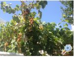 Appartements Plavo More - ostrov Vir Croatie