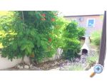 Appartements Taramis - ostrov Vir Croatie
