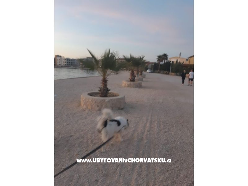 Apartmány IVA – ubytování ostrov Vir, Chorvatsko – foto 35