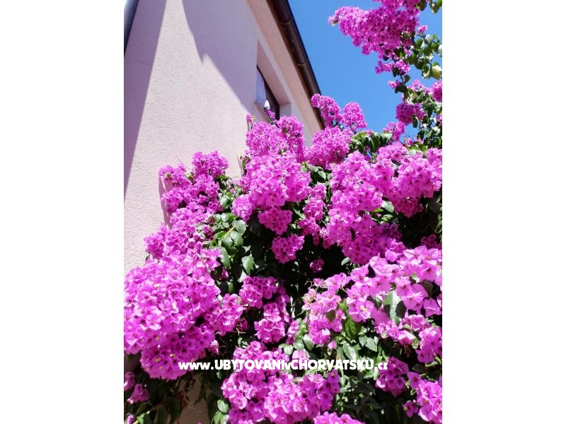 Ferienwohnungen VIR-to-all – Ferienwohnung Insel Vir, Kroatien – Foto 5