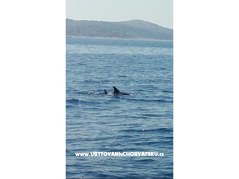 Appartement Graf – Ferienwohnung Insel Vir, Kroatien – Foto 13