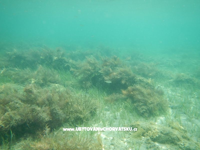 Appartement Graf – Ferienwohnung Insel Vir, Kroatien – Foto 3