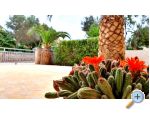 Happy Pineapple Appartements Vir - ostrov Vir Croatie