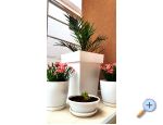 Happy Pineapple Appartements Vir - ostrov Vir Croatie