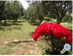 Appartements Liveric - ostrov Vir Croatie