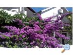 Apartma iak - Vodice Hrvaka