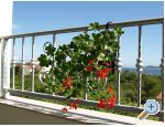 Apartmaji Bilu - Vodice Hrvaka