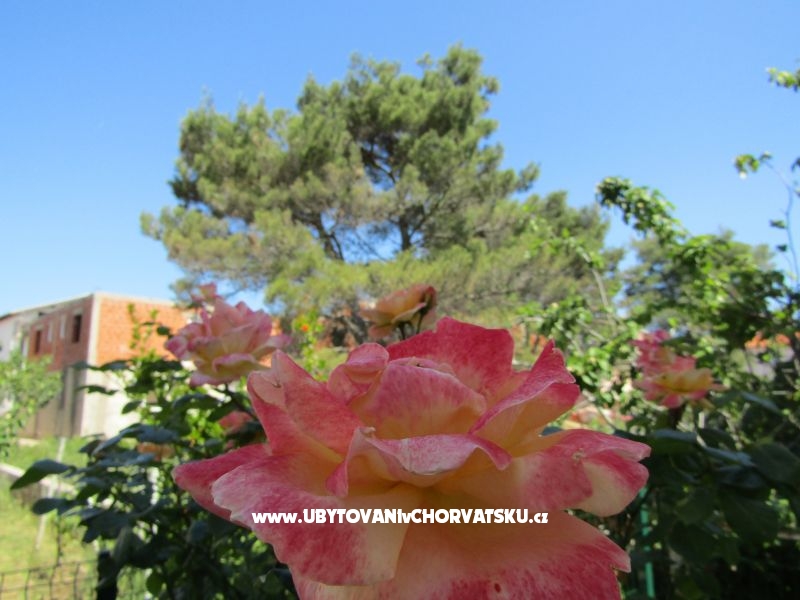 Appartements Kokor – Ferienwohnung Vodice, Kroatien – Foto 14