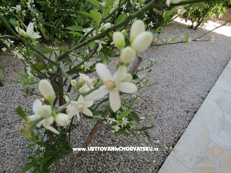 Appartements Kokor – Ferienwohnung Vodice, Kroatien – Foto 5