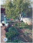 Appartements Marijana Alaga – Vodice – Vorschau 4