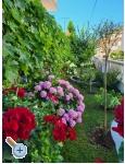 Appartements Rino - Vodice Kroatien