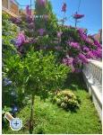 Appartements Rino - Vodice Croatie