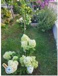 Appartements Rino - Vodice Croatie