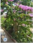 Apartmaji Vinka - Vodice Hrvaka