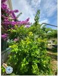 Apartmny Vinka - Vodice Chorvtsko