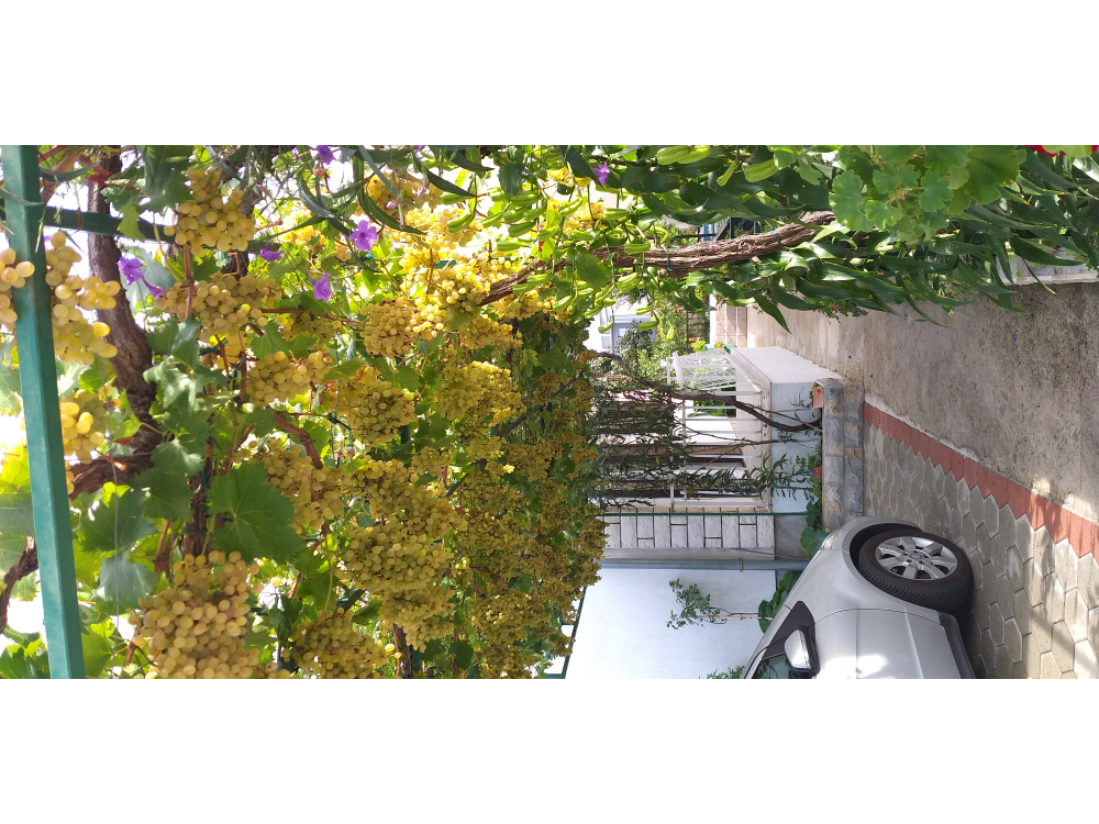 Apartmani Milka-Jure Srima-Vodice - Vodice Hrvatska