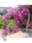Antonela - Vodice Kroatien