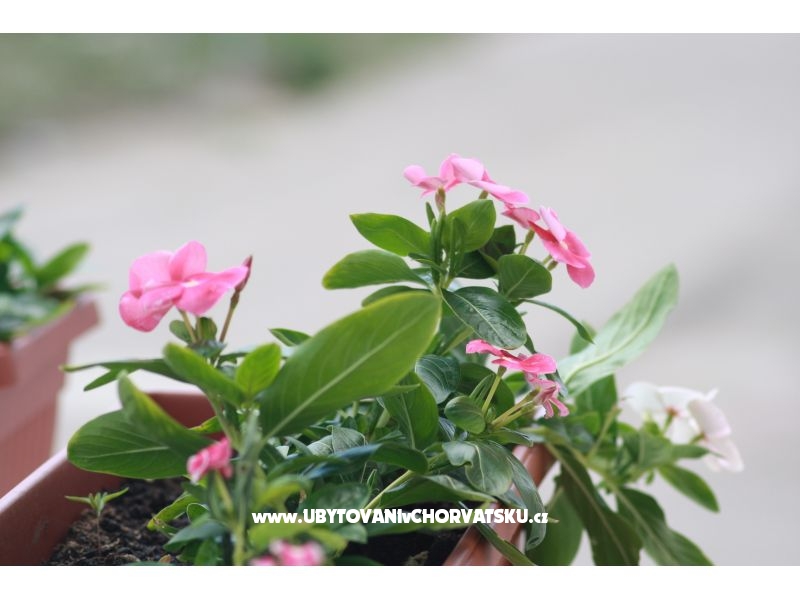 Appartements - Vahovec – Ferienwohnung Vodice, Kroatien – Foto 12