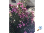 Vila Sara - Vodice Kroatien