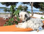 Villa Aurelia - Vodice Hrvaka
