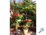 Villa Tanja *** - Vodice Hrvaka