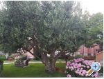 Apartmaji Riva - Zadar Hrvaka