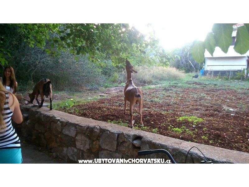 Esso Grande – Ferienwohnung Zadar, Kroatien – Foto 12