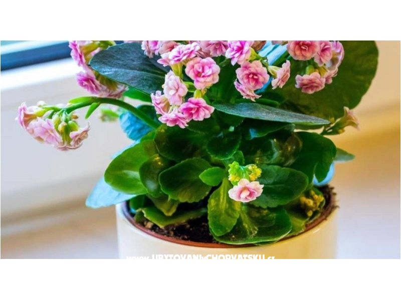 Ivona Apartment Zadar – Ferienwohnung Zadar, Kroatien – Foto 12