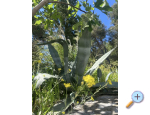 Ferienwohnungen Kavara - Zaostrog Kroatien