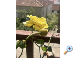 Ferienwohnungen Kavara - Zaostrog Kroatien