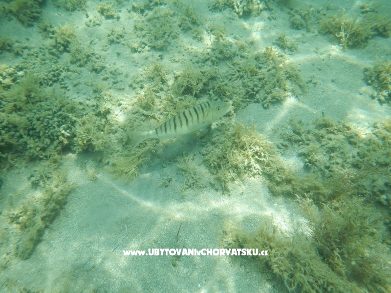 Appartement Graf – Ferienwohnung Zaton, Kroatien – Foto 4