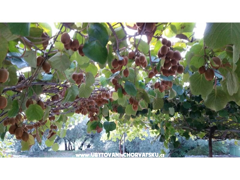 Appartements Lily – Ferienwohnung Zivogosce, Kroatien – Foto 7