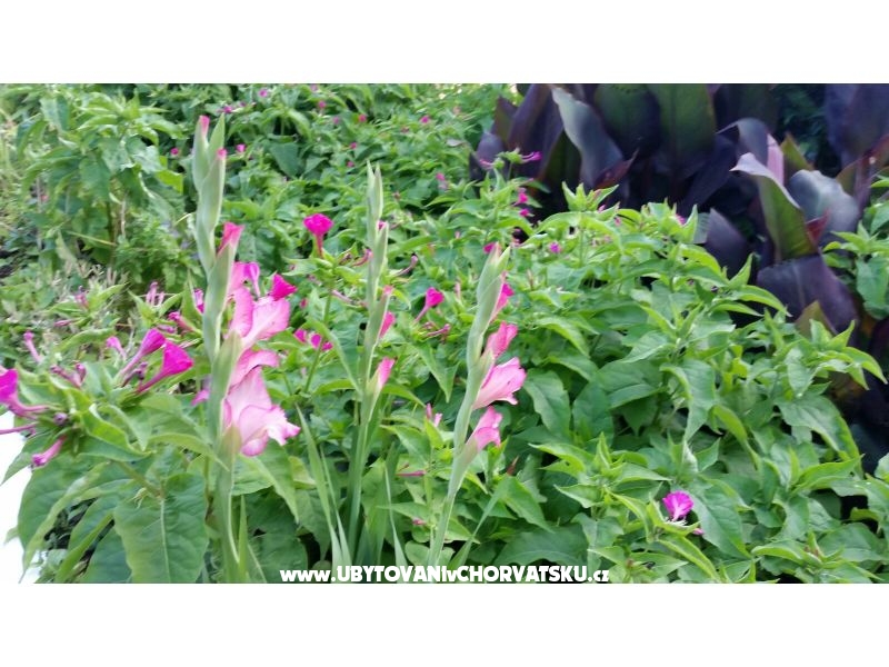 Appartements Lily – Ferienwohnung Zivogosce, Kroatien – Foto 9