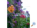 Apartmaji LM - ivogoe Hrvaka